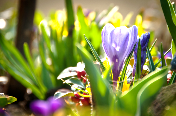 HP Frühlingsblumen vor der Galen Schule